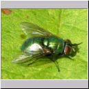 Lucilia sp - Schmeissfliege Goldfliege 07.jpg